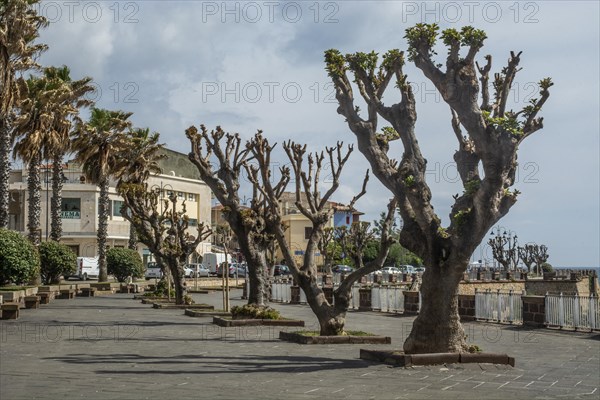 Pruned plane trees (Platanus) on the promenade in Alghero, Sassari province, Sardinia, Italy, Mediterranean, South Europe, Europe