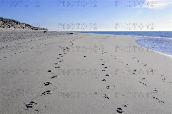 Sylt, Schleswig-Holstein, Long sandy beach with a trail of footprints and blue sky, Sylt, North Frisian Island, Schleswig-Holstein, Germany, Europe