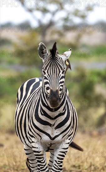 Plains zebra (Equus quagga) with several yellow-billed oxpecker (Buphagus africanus), African savannah, Kruger National Park, South Africa, Africa