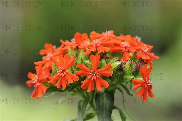 Burning love or scarlet campion (Lychnis chalcedonica, Silene chalcedonica), inflorescence, ornamental plant, North Rhine-Westphalia, Germany, Europe