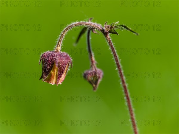 Water avens (Geum rivale), Piding, Berchtesgadener Land, Bavaria, Germany, Europe