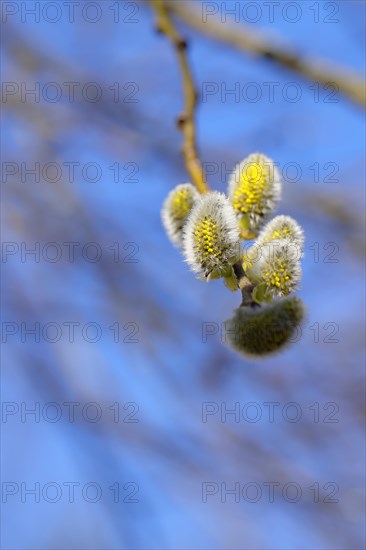 Flowering goat willow (Salix caprea), flower catkins with pollen on a branch, close-up, North Rhine-Westphalia, Germany, Europe