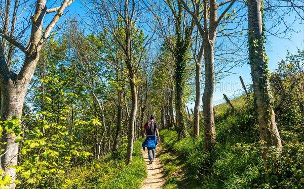 A hiker walking through a forest near the Zumaia flysch, Gipuzkoa. Basque Country