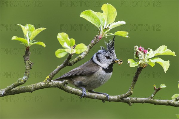 Crested Tit (Lophophanes cristatus), sitting with food in a fruit branch, North Rhine-Westphalia, Germany, Europe