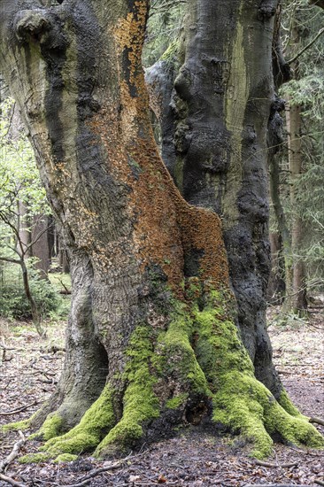 Bleeding oak crust (Stereum gausapatum), mass infestation on a copper beech (Fagus sylvatica), Emsland, Lower Saxony, Germany, Europe