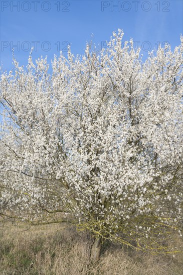 Blackthorn (Prunus spinosa) white flowering, Thuringia, Germany, Europe