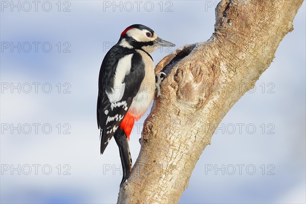 Great spotted woodpecker (Dendrocopos major) male sitting at a water pot in a tree trunk in search of food in front of a blue sky, Animals, Birds, Woodpeckers, Wilnsdorf, North Rhine-Westphalia, Germany, Europe