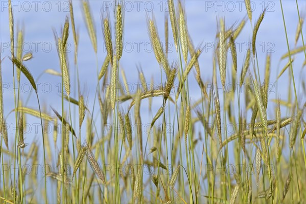 Cereal field, unripe winter rye (Secale cereale), blue sky, North Rhine-Westphalia, Germany, Europe