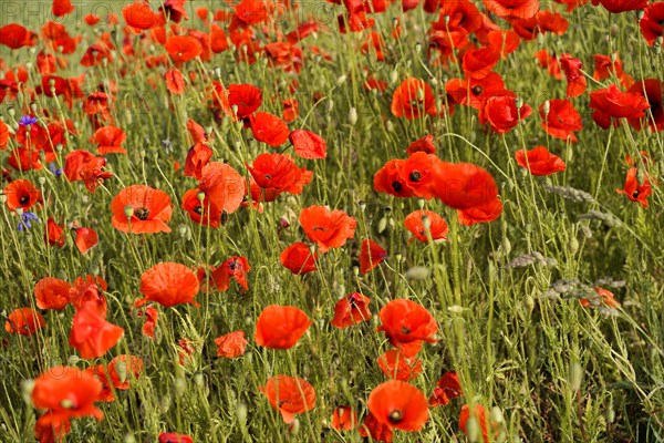 Poppy flowers (Papaver rhoeas), Baden-Wuerttemberg, Vibrant field with red poppies in summer, poppy flowers (Papaver rhoeas), Baden-Wuerttemberg, Germany, Europe
