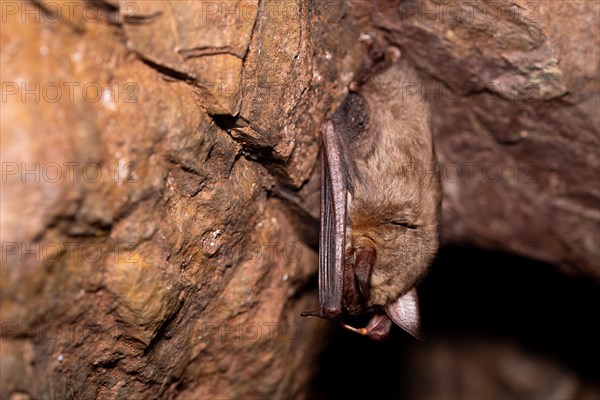 Greater mouse-eared bat (Myotis myotis), hibernating in a cave, North Rhine-Westphalia, Germany, Europe