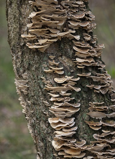 Butterfly tramete (Trametes versicolor), many fruiting bodies on a dead birch (Betula), Lower Saxony, Germany, Europe