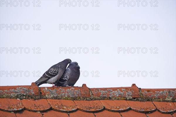 City pigeons, spring, Germany, Europe