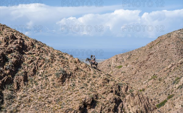 Traditional Kyrgyz eagle hunter riding with eagle in the mountains, hunting on horseback, near Bokonbayevo, Issyk Kul region, Kyrgyzstan, Asia