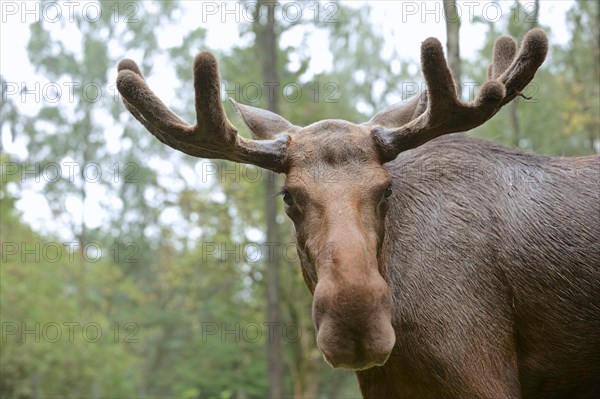 Eurasian elk (Alces alces alces), bull elk, portrait, captive, Germany, Europe