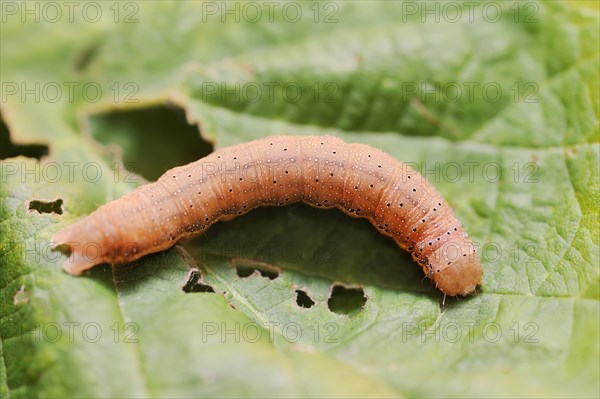 Vegetable owl (Lacanobia oleracea), caterpillar, North Rhine-Westphalia, Germany, Europe