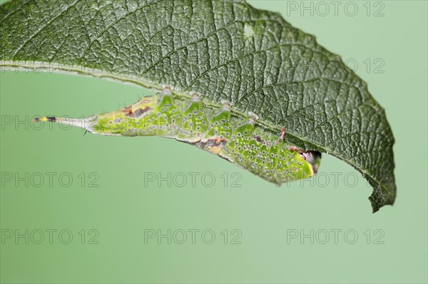 Sallow kitten moth (Furcula furcula), caterpillar feeding on a leaf, North Rhine-Westphalia, Germany, Europe