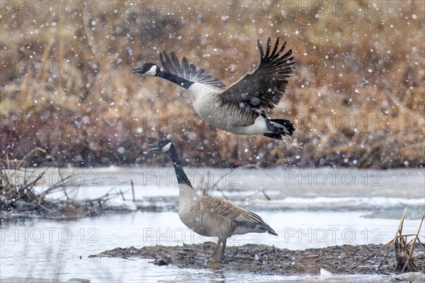 Canada geese (branta canadensis), pair taking off on a frozen marsh, Lac Saint-Pierre biosphere reserve, province of Quebec, Canada, AI generated, North America