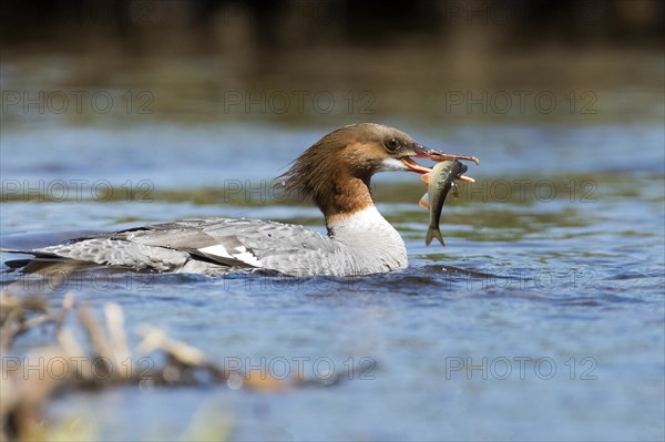 Common merganser (Mergus merganser) . female catching a fish, La Mauricie national park, province of Quebec, Canada, AI generated, North America