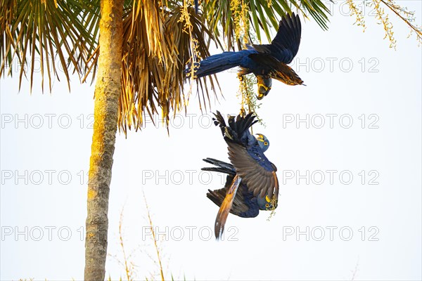 Hyacinth Macaw (Anodorhynchus hyacinthinus) Pantanal Brazil