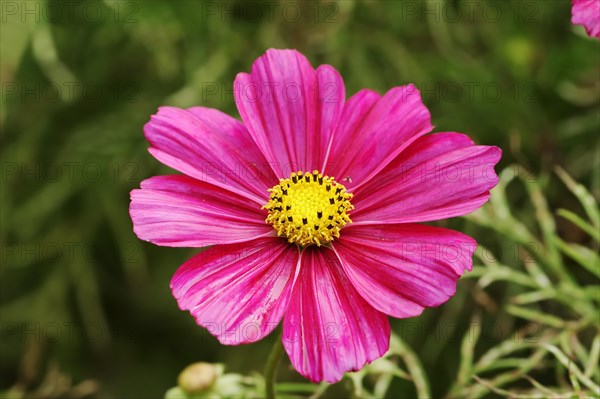 Cosmos bipinnatus (Cosmos bipinnatus), flower, ornamental plant, North Rhine-Westphalia, Germany, Europe