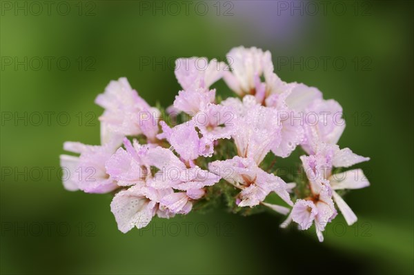 Wavyleaf sea lavender (Limonium sinuatum), flowers, ornamental plant, North Rhine-Westphalia, Germany, Europe