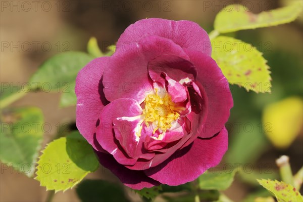 Garden rose or rose 'Rhapsody in Blue' (Rosa hybrida), flower, ornamental plant, North Rhine-Westphalia, Germany, Europe