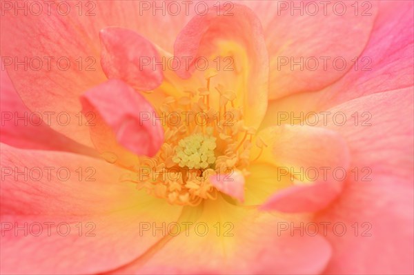 Garden rose or rose 'Rosenstadt Zweibruecken' (Rosa hybrida), detail of the flower, ornamental plant, North Rhine-Westphalia, Germany, Europe