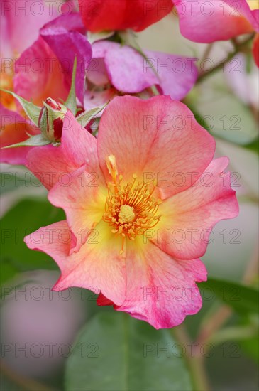 Garden rose or rose 'Pretty Sunrise' (Rosa hybrida), flower, ornamental plant, North Rhine-Westphalia, Germany, Europe