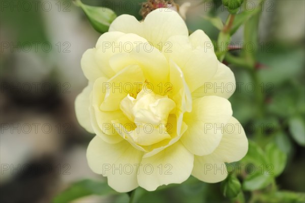 Garden rose or rose 'Sunny Rose' (Rosa hybrida), flower, ornamental plant, North Rhine-Westphalia, Germany, Europe