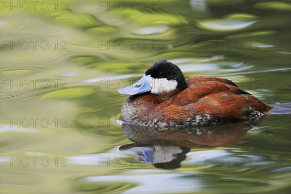 Ruddy duck (Oxyura jamaicensis), male, swimming, captive, occurrence in North America