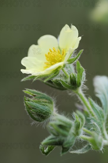 Tall cinquefoil or upright cinquefoil (Potentilla recta), flower, North Rhine-Westphalia, Germany, Europe