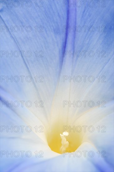 Three-colored morning glory (Ipomoea tricolor), detail of the flower, native to Mexico, ornamental plant, North Rhine-Westphalia, Germany, Europe