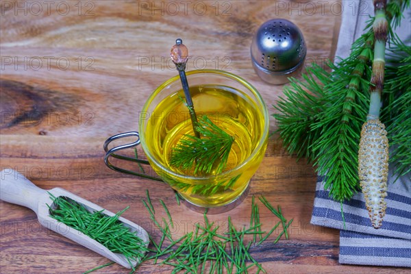 Infusion of horsetail Equisetum arvense, medicinal plant for health care with fresh branches just picked from the field