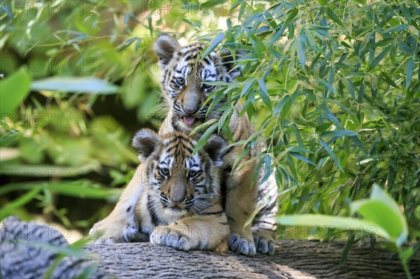 A tiger young sucking the ear of its sibling on a tree trunk, Siberian tiger, Amur tiger, (Phantera tigris altaica), cubs