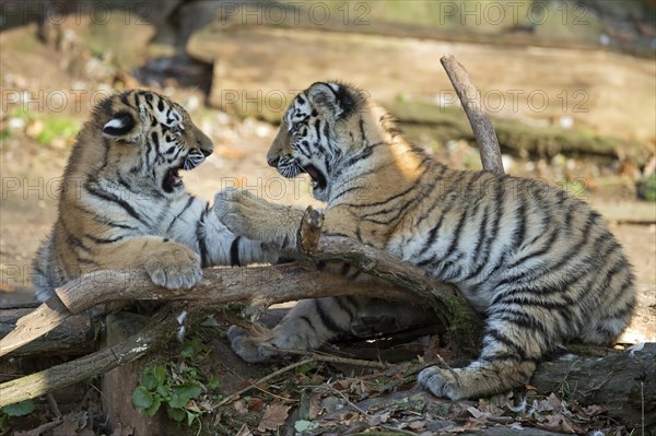 Tiger cubs playing together on a lying tree trunk in the forest, Siberian tiger, Amur tiger, (Phantera tigris altaica), cubs