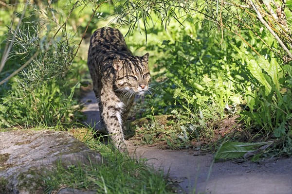 A fishing cat (Prionailurus viverrinus)