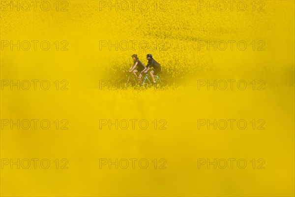 Two cyclists ride between two rape fields in the north-west of Frankfurt am Main, Frankfurt an Main, Hesse, Germany, Europe