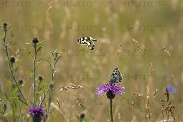 Marbled white butterfly (Melanargia galathea) two adults in grassland in the summer, Suffolk, England, United Kingdom, Europe