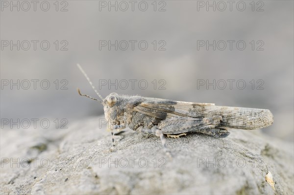 Blue winged grasshopper (Sphingonotus caerulans), North Rhine-Westphalia, Germany, Europe