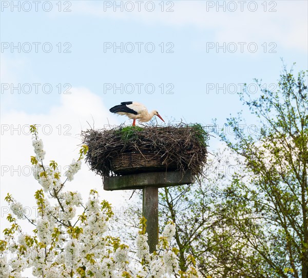 White stork (Ciconia ciconia) standing in the nest above blossoming branches of a cherry tree, wild cherry (Prunus avium), sweet cherry, cherry blossom, under the blue sky with white clouds, nesting aid, spring, spring, Allertal, Lower Saxony, Germany, Europe