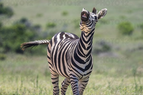 Plains zebra (Equus quagga), Funny Zebra, Addo Elephant National Park, Eastern Cape, South Africa, Africa