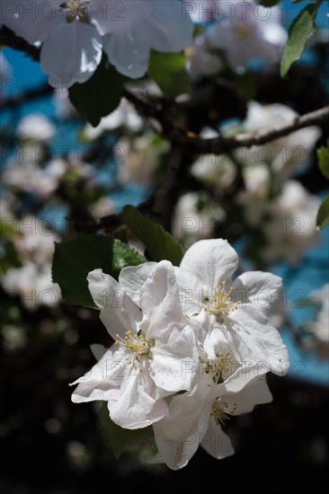 Cherry blossom, blossom, spring, bee, trees, branches, nature, flower, season, blossoming, beautiful, Lenggries, Bavaria, Germany, Europe