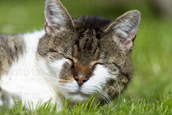 Snoozing and contented domestic cat (Felis catus), Blaustein, Baden-Wuerttemberg, Germany, Europe