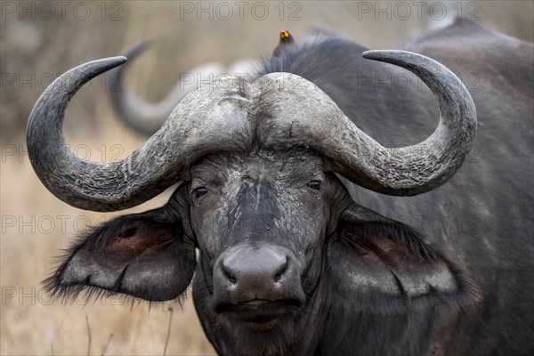 African buffalo (Syncerus caffer caffer), animal portrait, Kruger National Park, South Africa, Africa