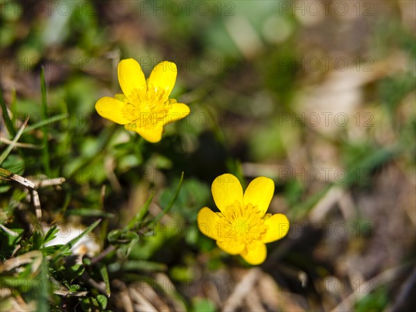 Mountain buttercup (Ranunculus montanus agg.), Berchtesgaden National Park, Halsalm, Ramsau, Berchtesgadener Land, Bavaria, Germany, Europe