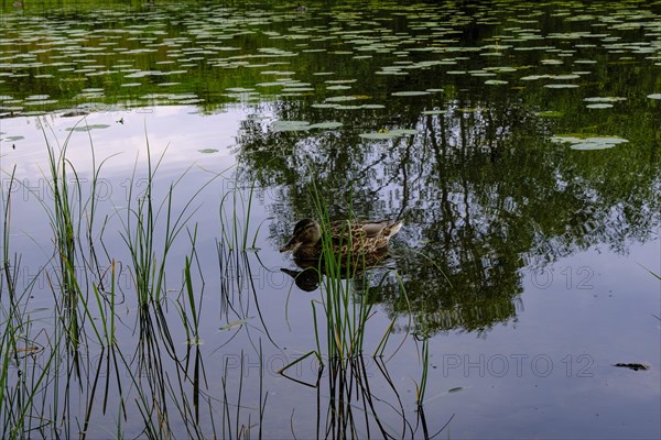 Young mallard on Lake Helgasjoen in front of the ruins of Kronoberg Castle (Kronobergs slottsruin), Vaexjoe, Smaland, Kronobergs laen, Sweden, Europe