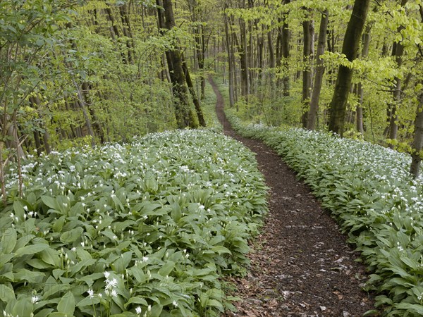 Hiking trail through the ramson (Allium ursinum) in spring through the beech forest, Teutoburg Forest, North Rhine-Westphalia, Germany, Europe