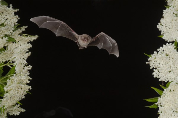 Common bent-wing bat (Miniopterus schreibersii) flying past a flowering elder (Sambucus), Pleven, Bulgaria, Europe