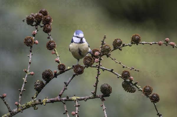 Blue tit (Parus caerulea) on a larch branch, Emsland, Lower Saxony, Germany, Europe