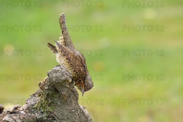 Eurasian wryneck (Jynx torquilla) family of woodpeckers, camouflage-coloured plumage, sits on an old tree root to forage, Wilnsdorf, North Rhine-Westphalia, Germany, Europe
